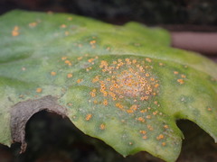 Puccinia lagenophorae