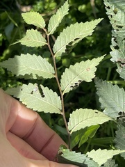 Ulmus pumila