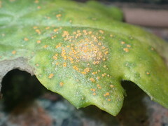 Puccinia lagenophorae