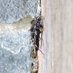 Rasahus sulcicollis