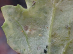 Puccinia lagenophorae