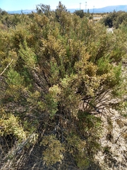 Parastrephia quadrangularis