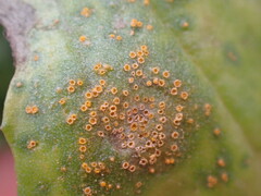 Puccinia lagenophorae