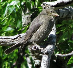 Chrysomus ruficapillus