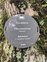 Tilia tomentosa