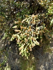 Parastrephia quadrangularis