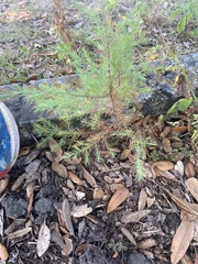 Chamaecyparis thyoides