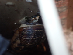 Cornu aspersum