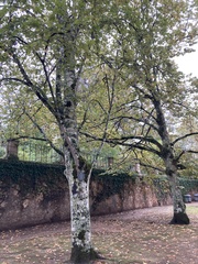 Tilia tomentosa