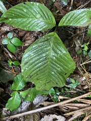 Mickelia pergamentacea