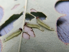 Cladius pectinicornis