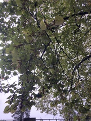 Tilia tomentosa