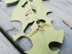 Cladius pectinicornis