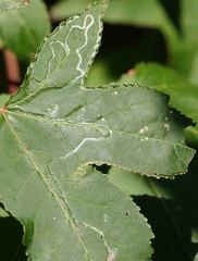 Phyllocnistis liquidambarisella