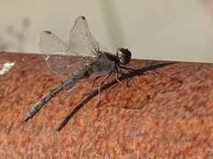 Sympetrum striolatum