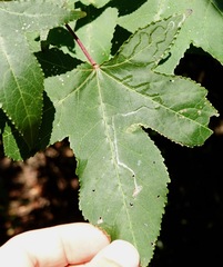 Phyllocnistis liquidambarisella