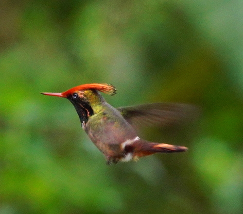 Rufous-crested Coquette