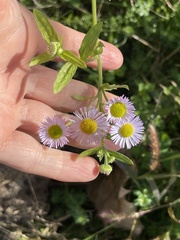 Erigeron annuus
