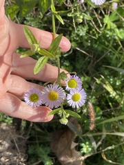 Erigeron annuus