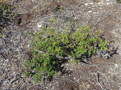 Solanum rubetorum
