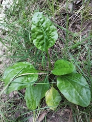 Plantago major