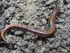 Plethodon vehiculum