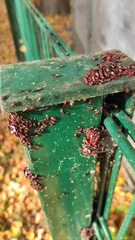Oxycarenus lavaterae
