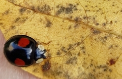 Harmonia axyridis
