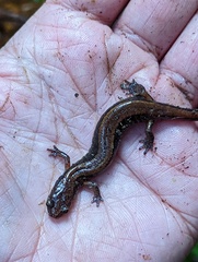 Plethodon vehiculum
