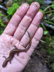Plethodon vehiculum