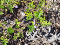 Solanum rubetorum