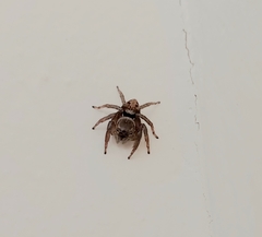 Hasarius adansoni
