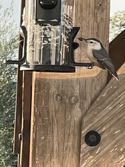 Sitta carolinensis