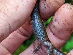 Plethodon vehiculum