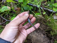 Plethodon vehiculum