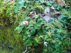 Peltigera aphthosa