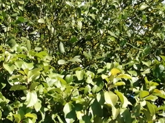 Ipomoea hederifolia