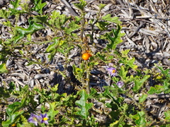 Solanum rubetorum