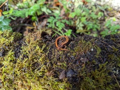 Plethodon vehiculum