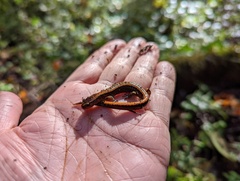 Plethodon vehiculum