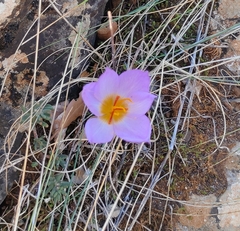 Crocus thomasii