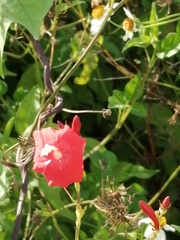 Ipomoea hederifolia