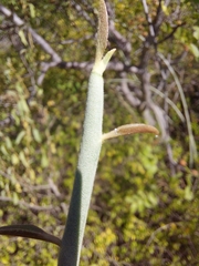 Euphorbia lomelii