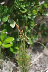 Elegia microcarpa