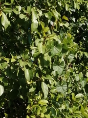 Ipomoea hederifolia