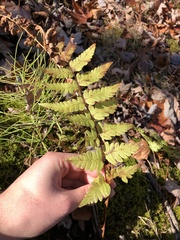 Dryopteris cristata