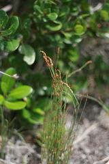 Elegia microcarpa
