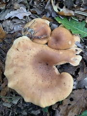 Paralepista flaccida