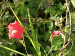 Ipomoea hederifolia