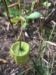 Physalis virginiana
